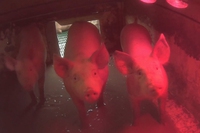 Se questo è prosciutto. Nuova investigazione mostra le gravi violazioni negli allevamenti italiani di maiali