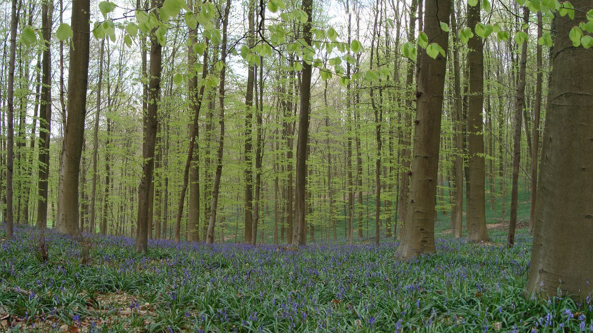 Ancient woodland carpeted with Bluebell