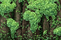 Made in ItalyGreen, la green economy italiana in un convegno a Milano