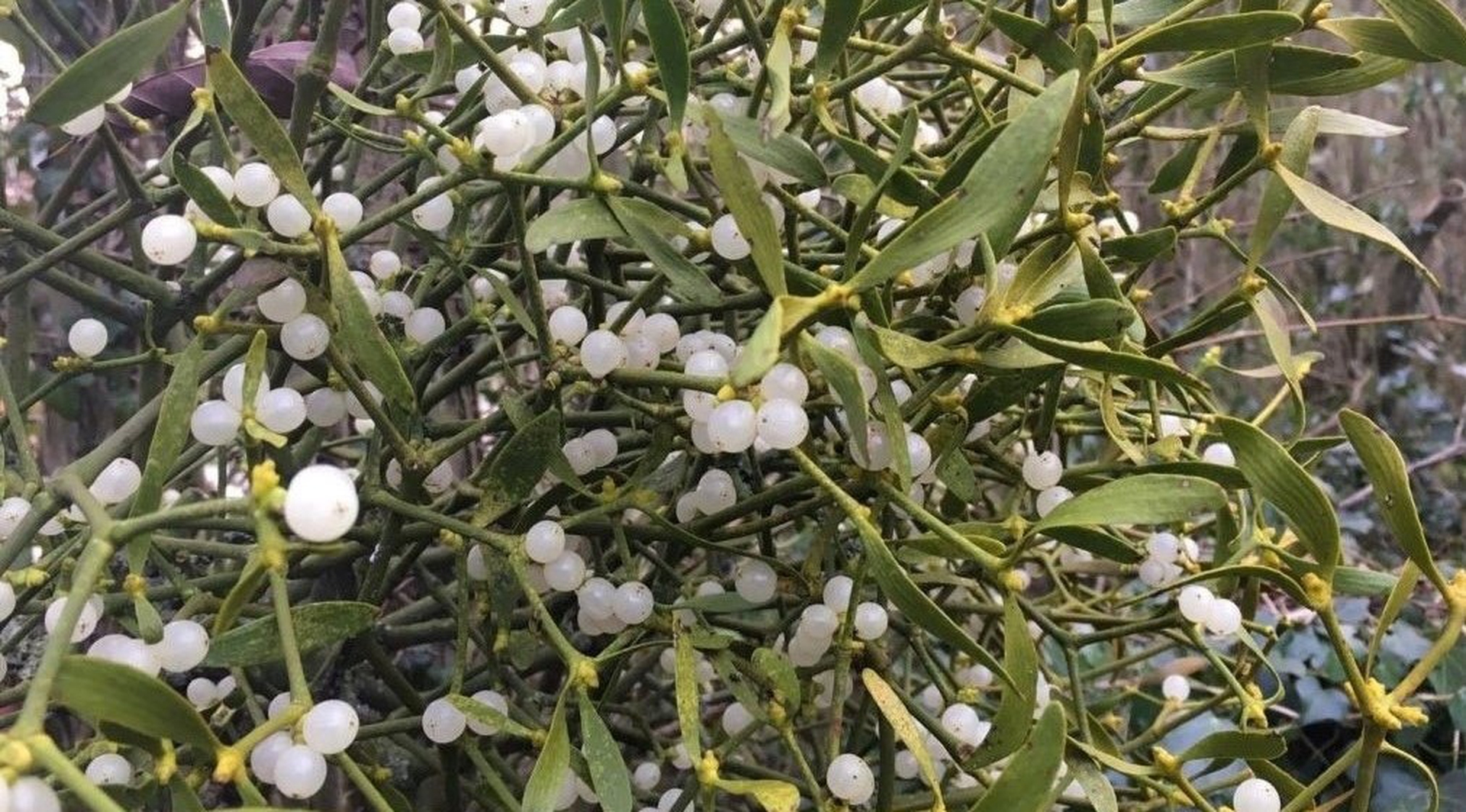 Mistletoe and its white berries