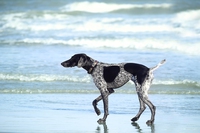 Spiaggia e cani, tutte le regole