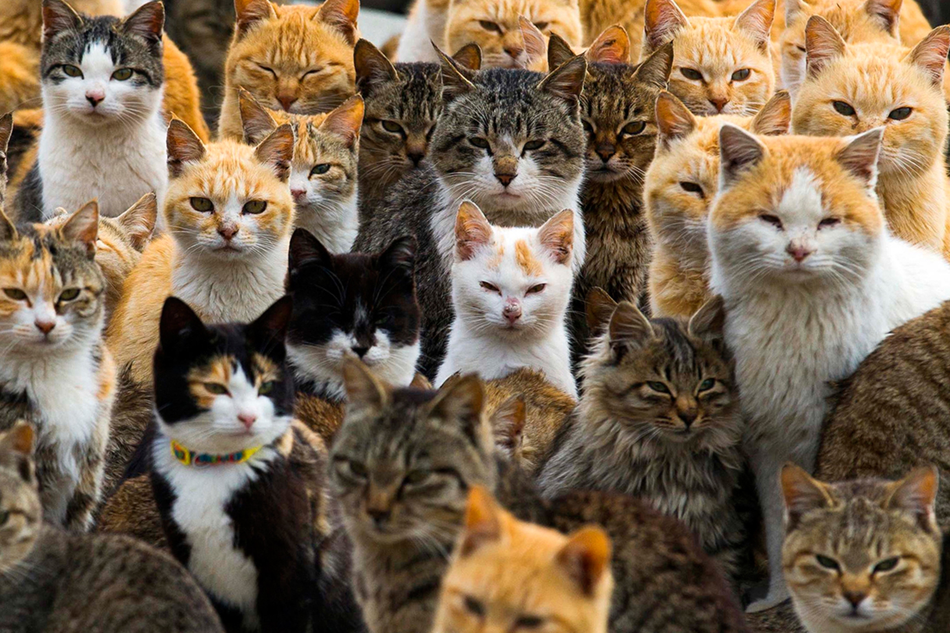 Aoshima, the Japanese island taken over by cats - LifeGate