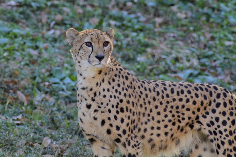 Ghepardo nel suo habitat