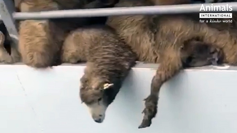 Pecore sulla nave che affonda