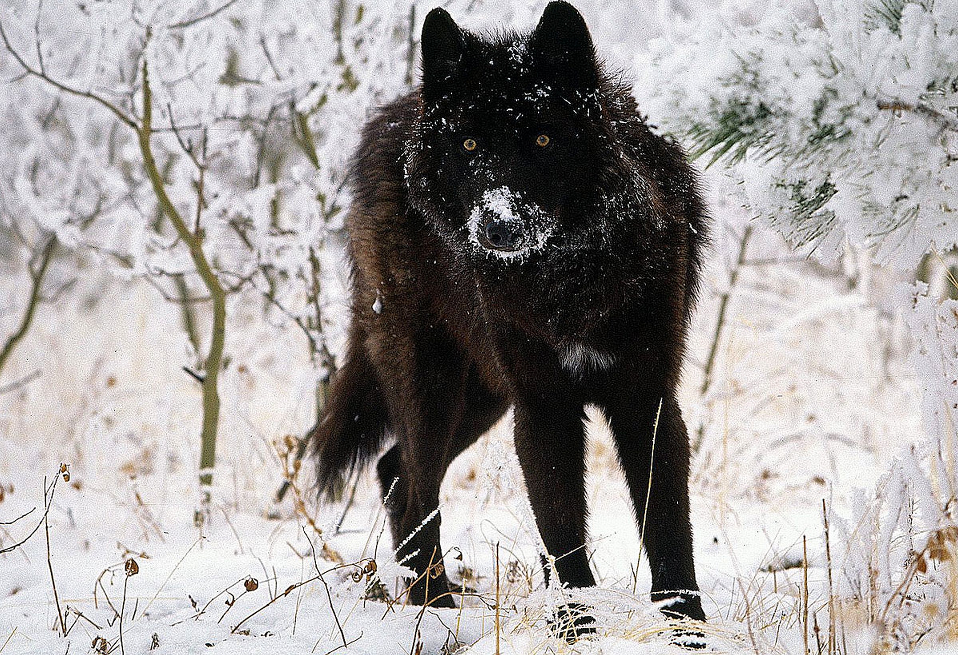 In Michigan (per ora) hanno vinto i lupi e gli elettori