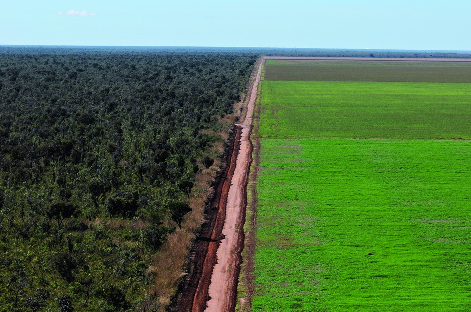 Perché la soia minaccia l'Amazzonia