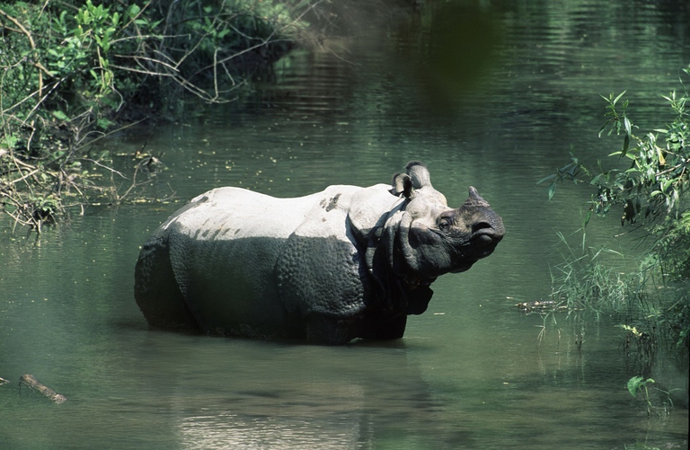 Rhinoceros unicornis, Indian rhinoceros, adult resting in the river. Royal Chitwan National Park, Nepal