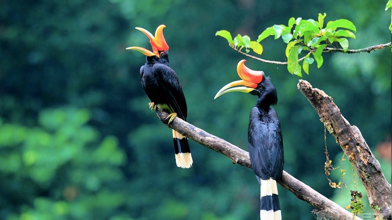 Il bucero bicorne, detto anche grande calao indiano, stanziale in India e nell’Asia sudorientale, popola le foreste pluviali. È di grandi dimensioni, che può raggiungere il metro e mezzo di lunghezza, con un peso compreso tra i 2,5 e i 4 chilogrammi.