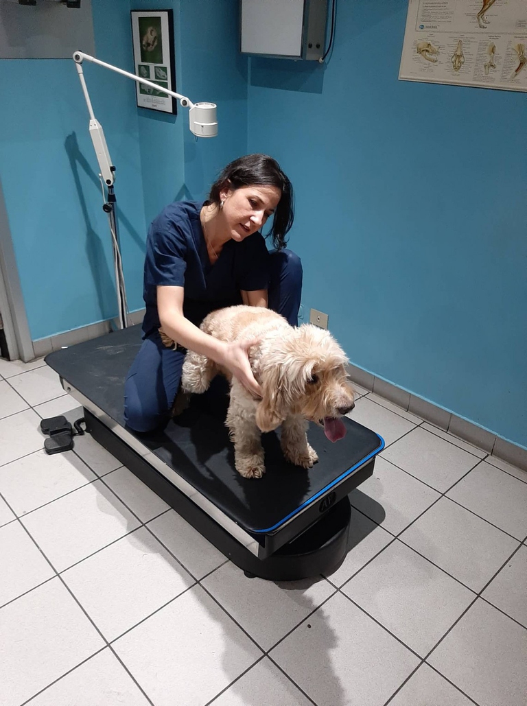 Laserterapia per animali, la nuova frontiera della veterinaria moderna -  LifeGate