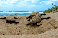 Mumbai, dopo 20 anni tornano a nidificare le tartarughe marine