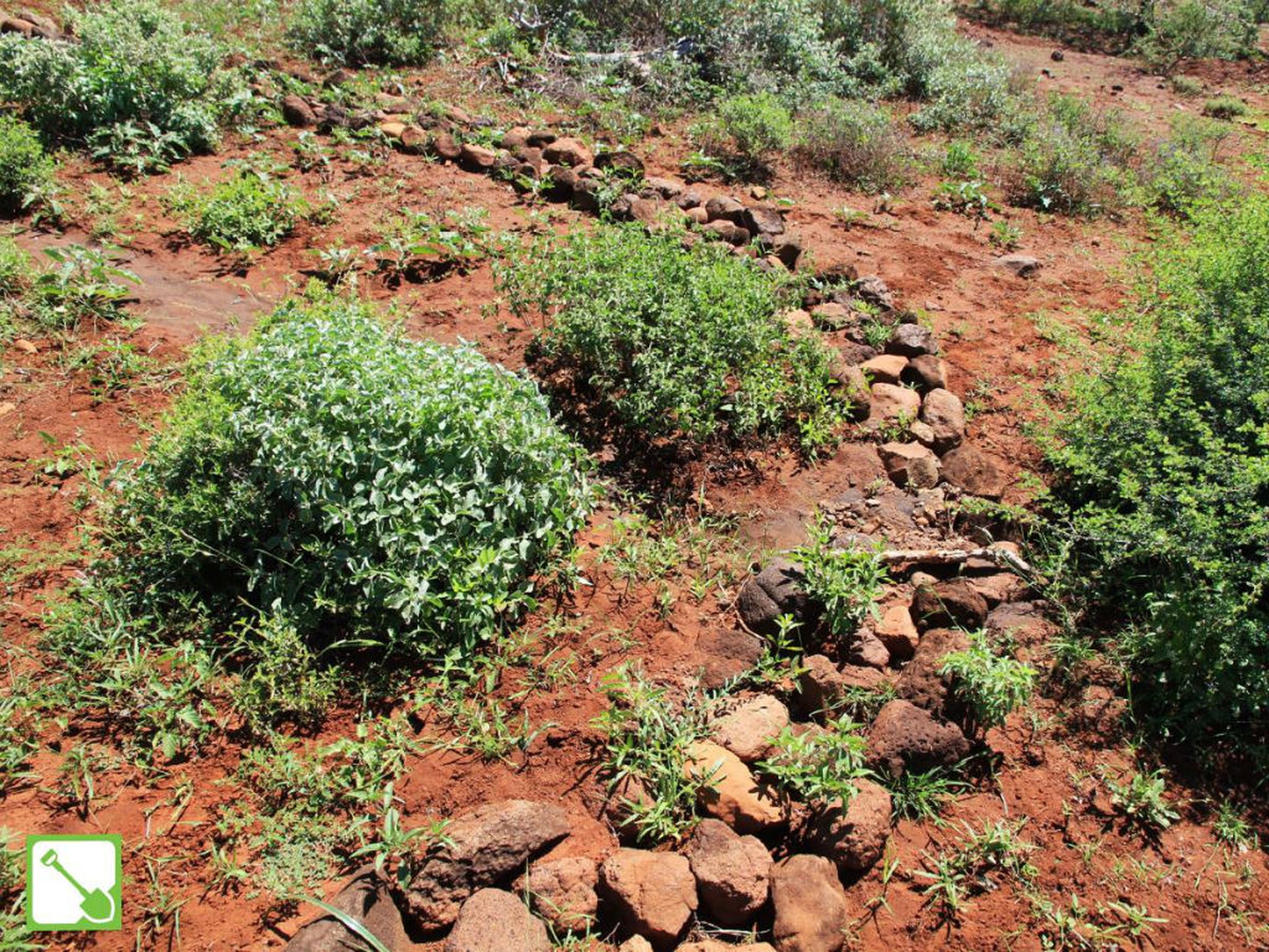 Ripristino della vegetazione