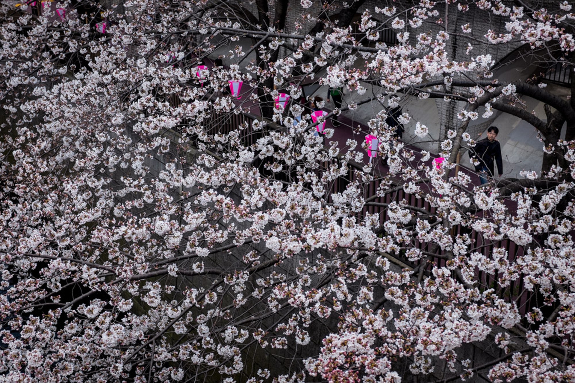Hanami celebration of the blossoming of cherry trees