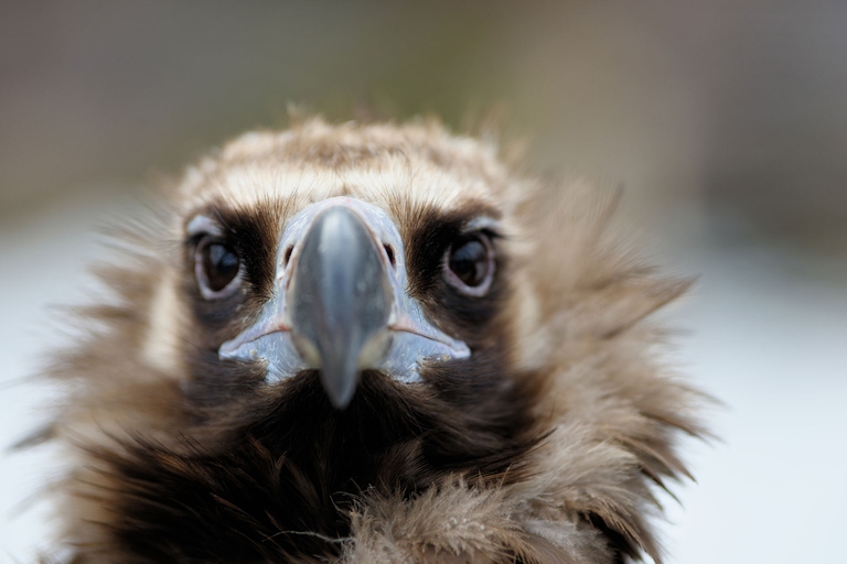 avvoltoi spazzini della natura