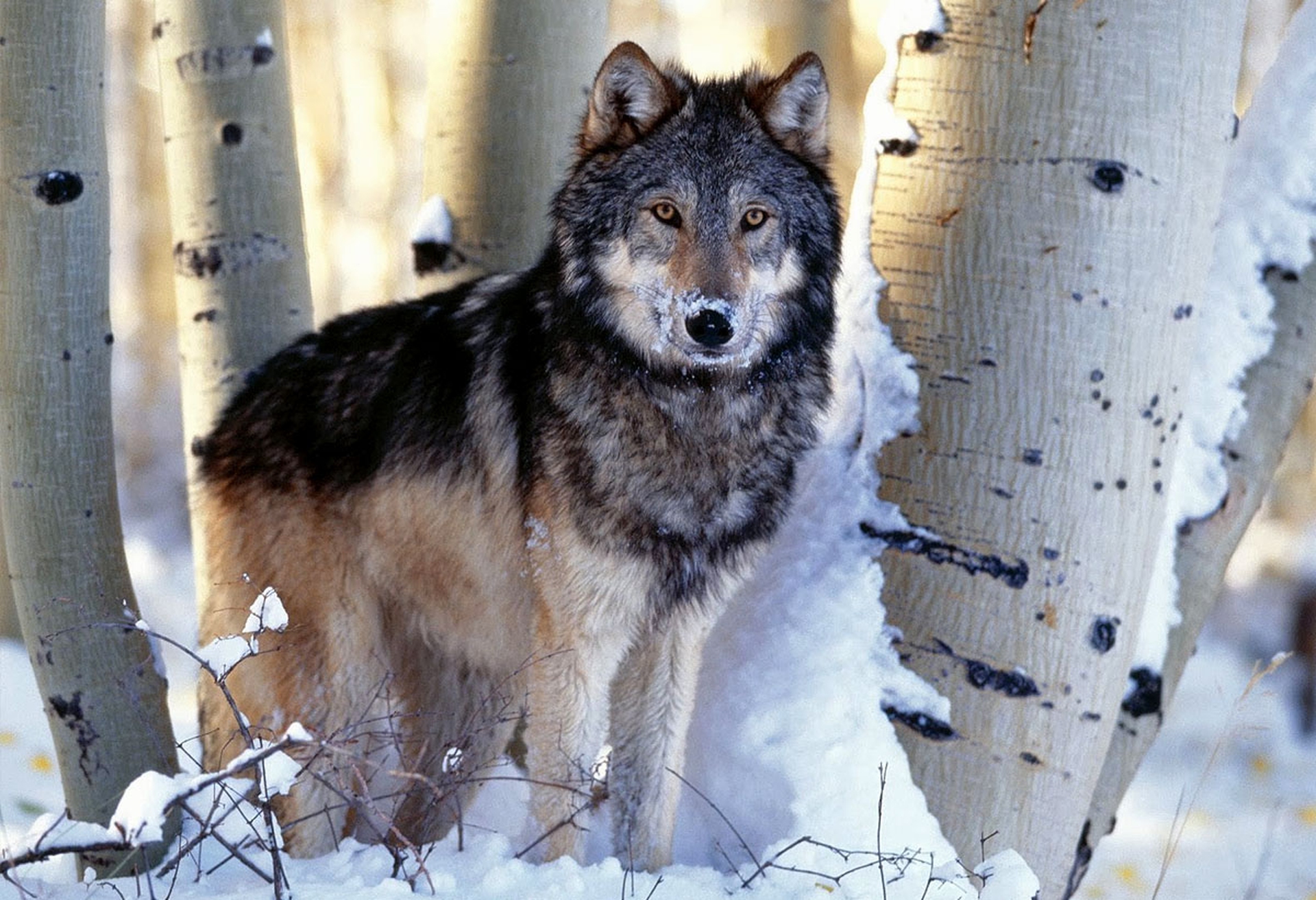 In Michigan (per ora) hanno vinto i lupi e gli elettori