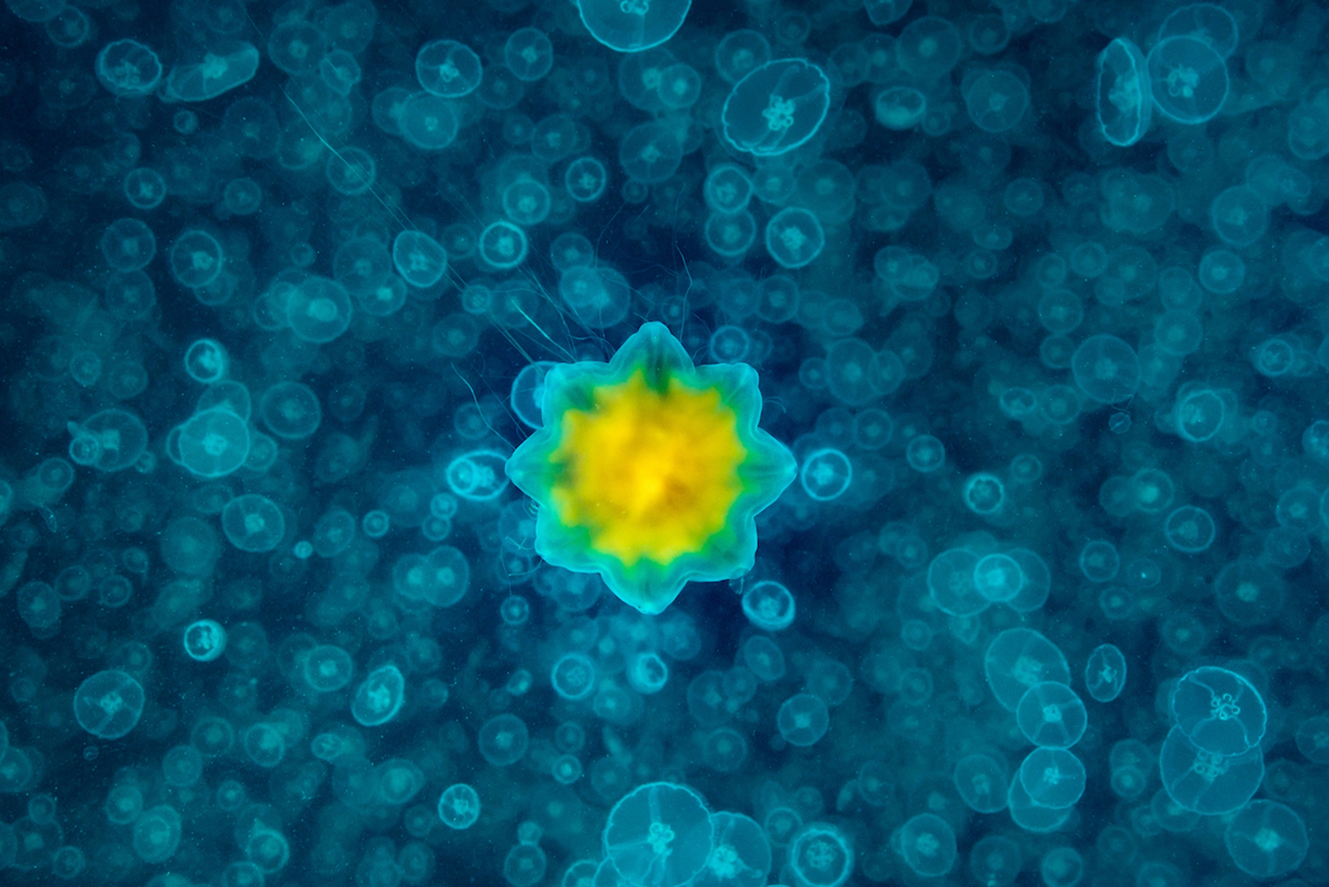 Underwater photographer of the year 2017, le foto vincitrici