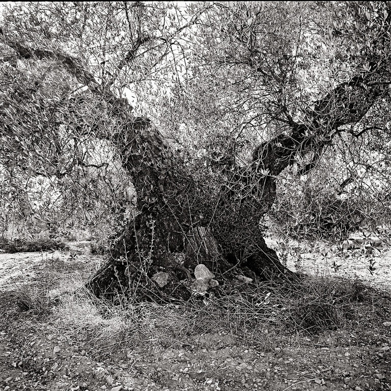 Foto di Jacques Berthet