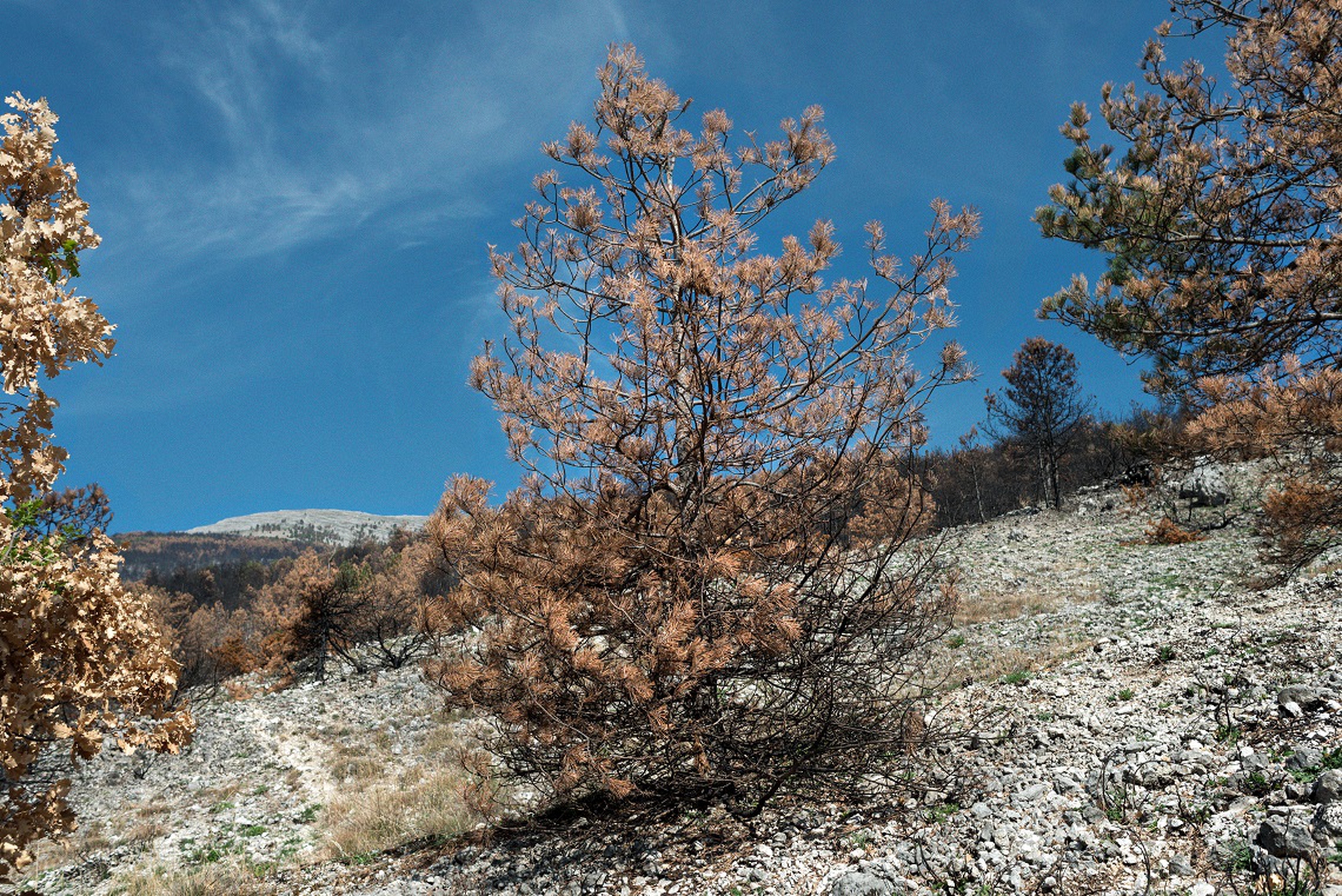 Abete bruciato in Abruzzo