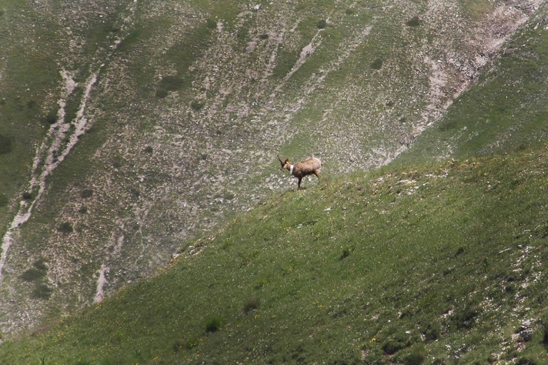 Camoscio appenninico nel parco dei Sibillini