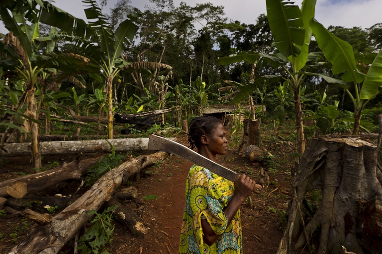 Deforestazione nel bacino del fiume Congo