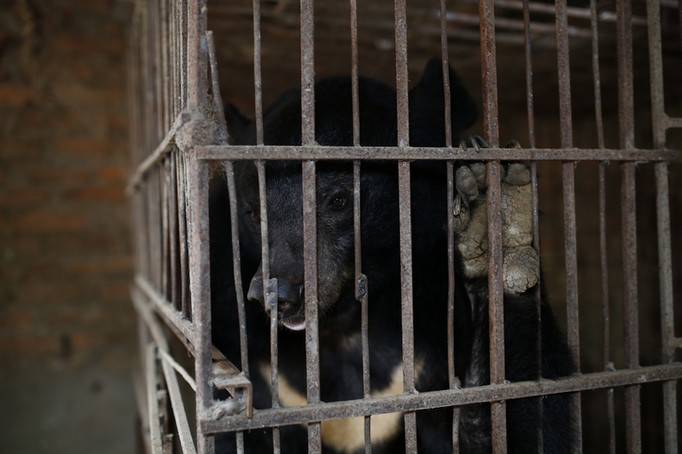 Tu Do è il ventesimo orso portato in salvo da Four Paws in Vietnam e il cinquantesimo se si considerano anche quelli provenienti da altri paesi 