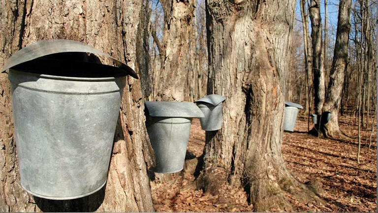 Se anche in Canada le temperature saliranno come previsto, i canadesi potranno dire addio al loro amato sciroppo d'acero.