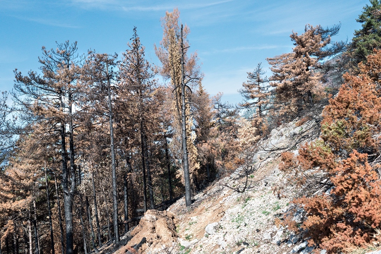 I boschi della Majella dopo gli incendi estivi