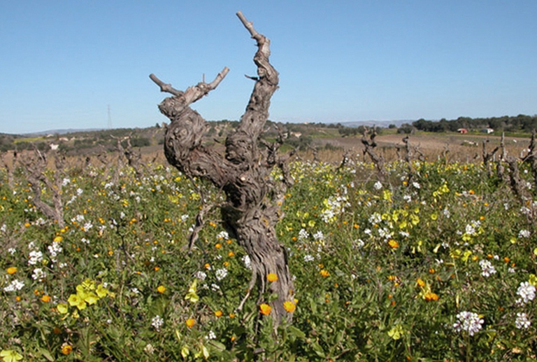 coltivazione-alberello