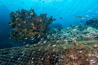 I prodotti della pesca illegale continuano a finire nei piatti degli europei