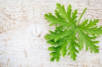 Citronella non solo contro le zanzare. Usi, proprietà e coltivazione
