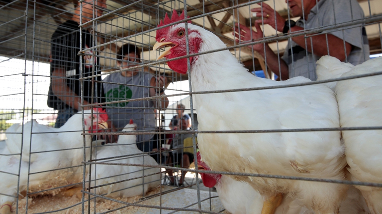 nuove leggi negli Stati Uniti su diritti animali dimensioni gabbie e corse di cani