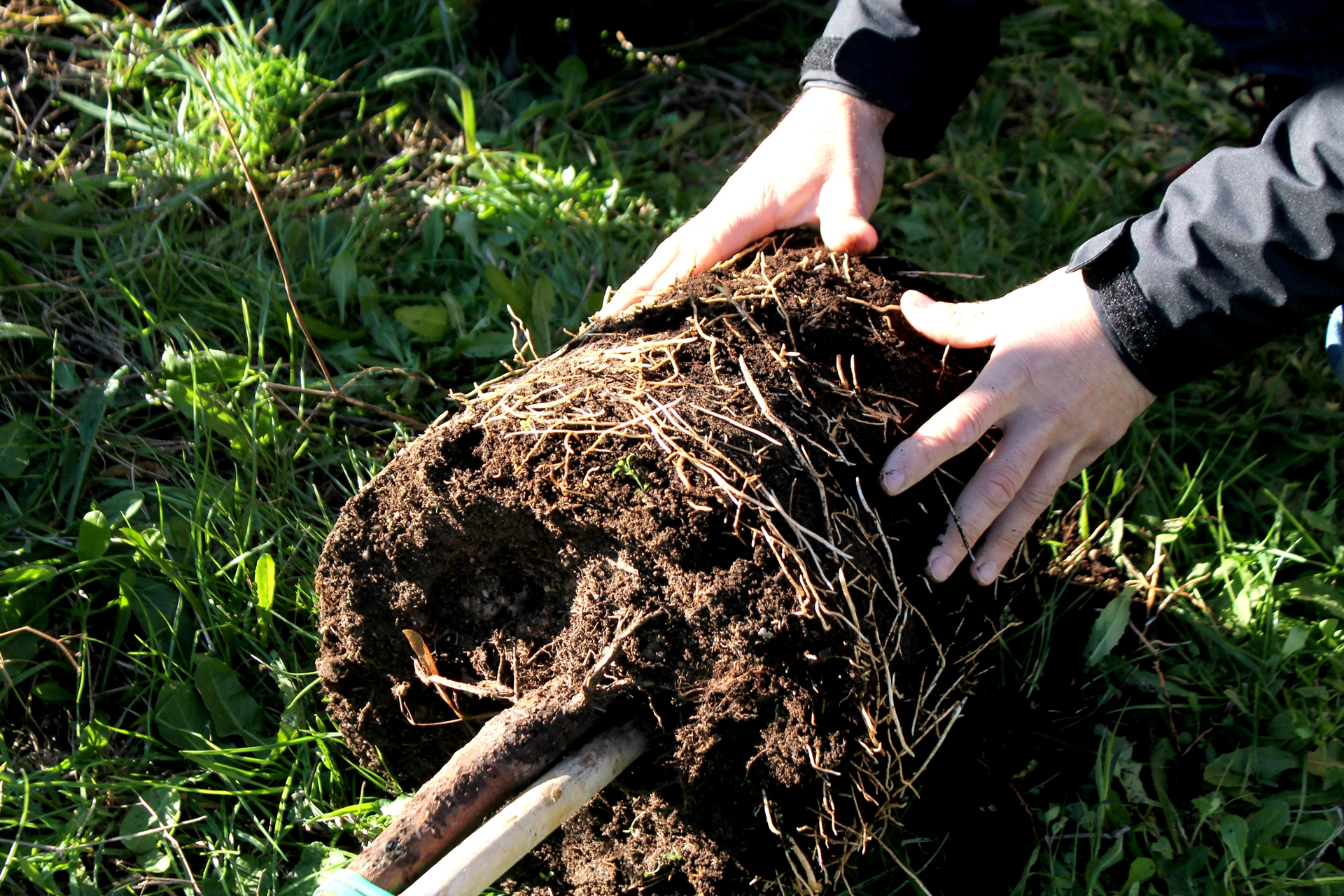 Le piccole radici dell'albero