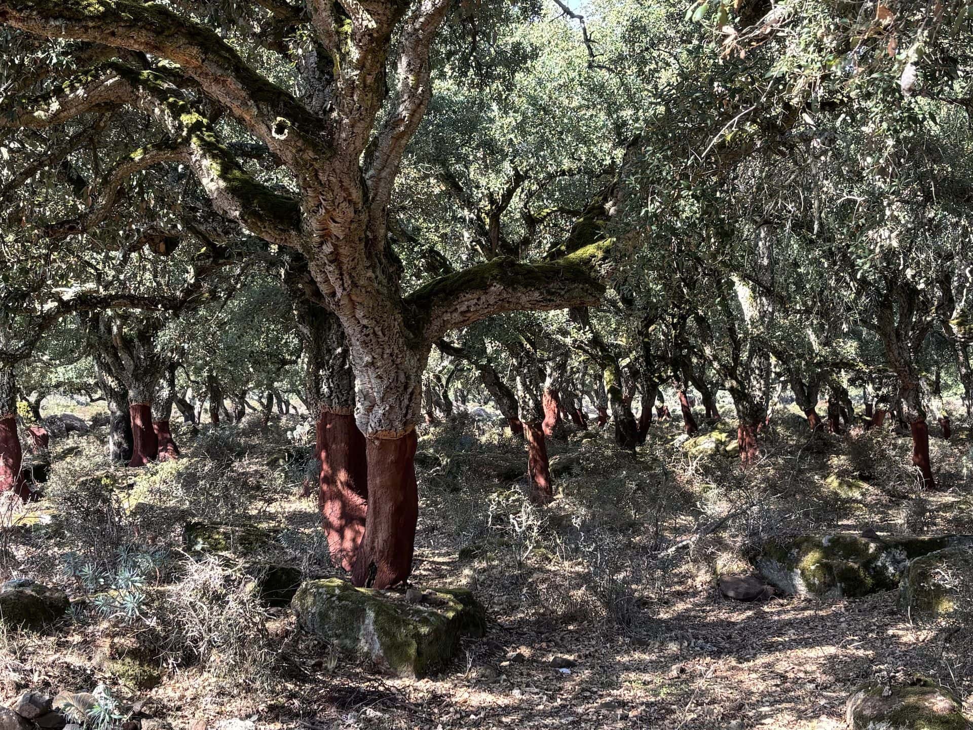 Querce da sughero a cui è stato raccolta la corteccia