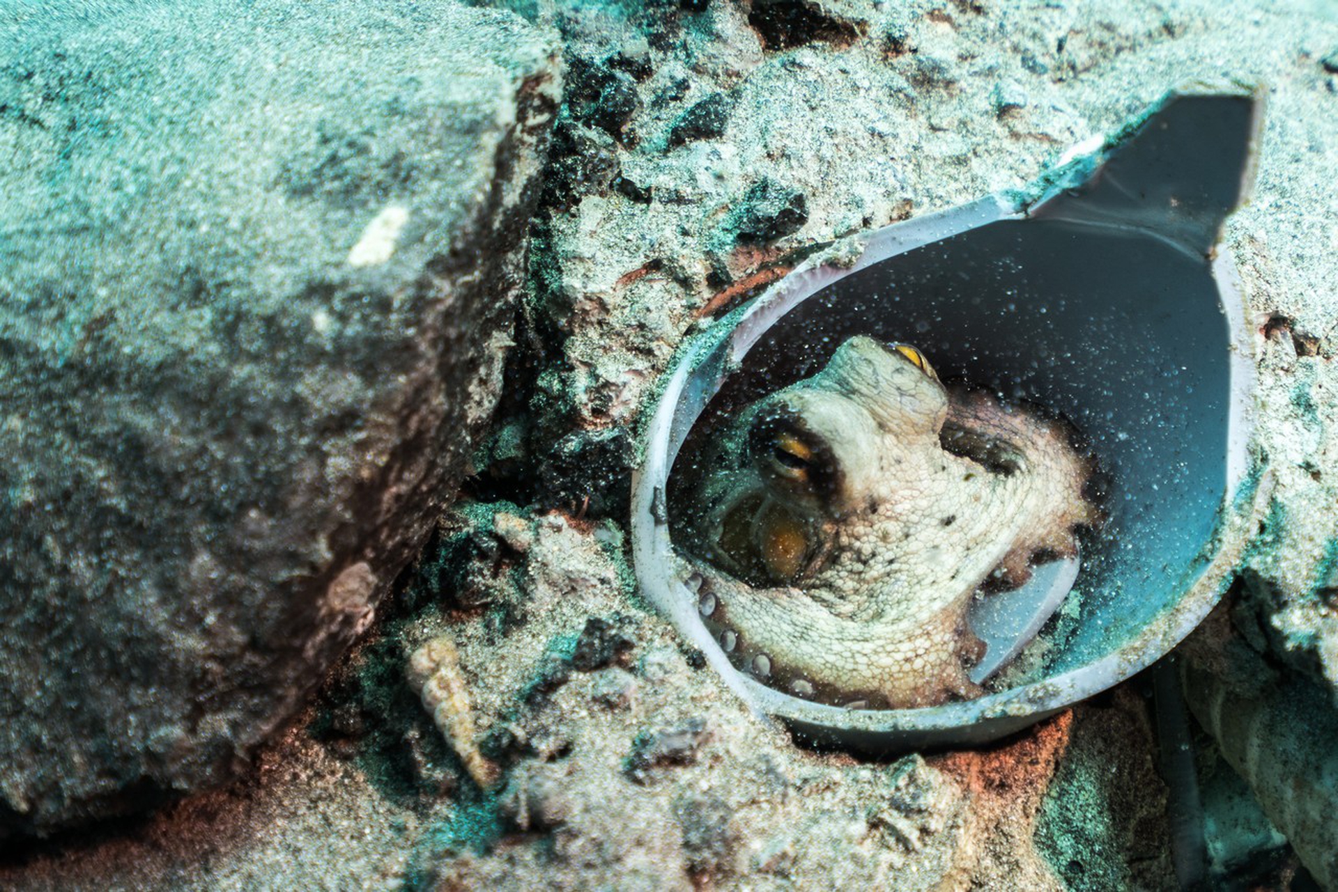 Museo Atlantico by  Jason deCaires Taylor