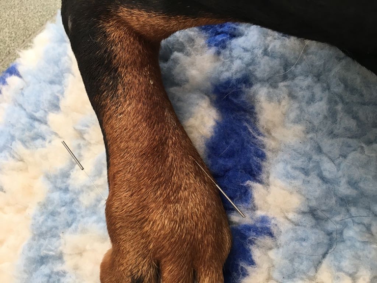 agopuntura per animali