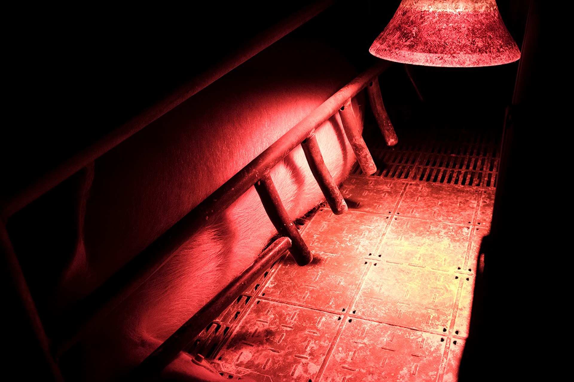 Scrofa nella gabbia da allattamento