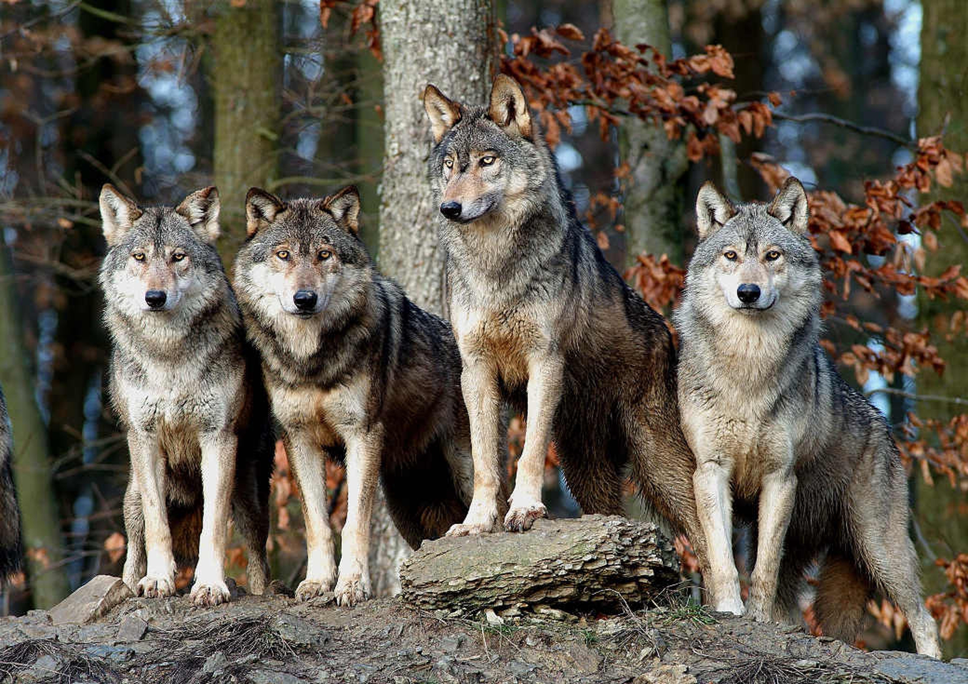 Жизнь серого волка. Волк вожак стаи. Волк серый. Стая. Серый волк стая.