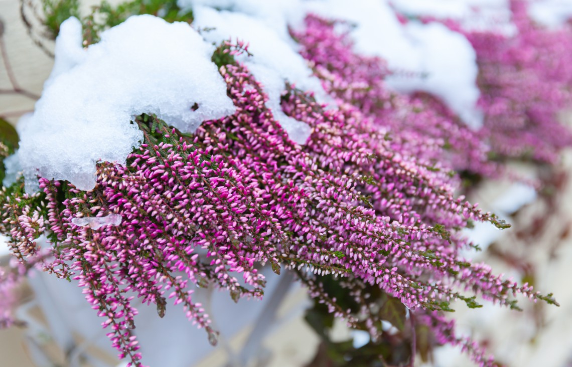 10 plants blooming in winter gardens - LifeGate