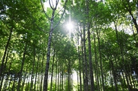 Francia, in Bretagna un piano per piantare 5 milioni di alberi