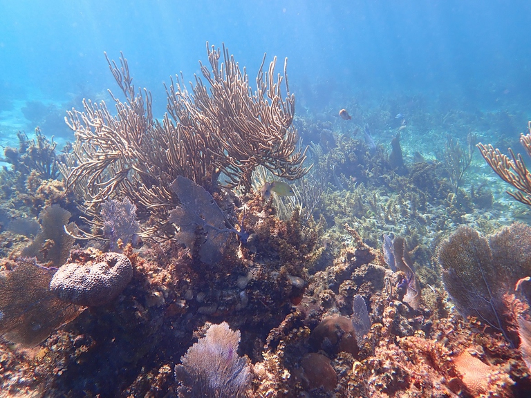 Barriera corallina nelle acque della Giamaica