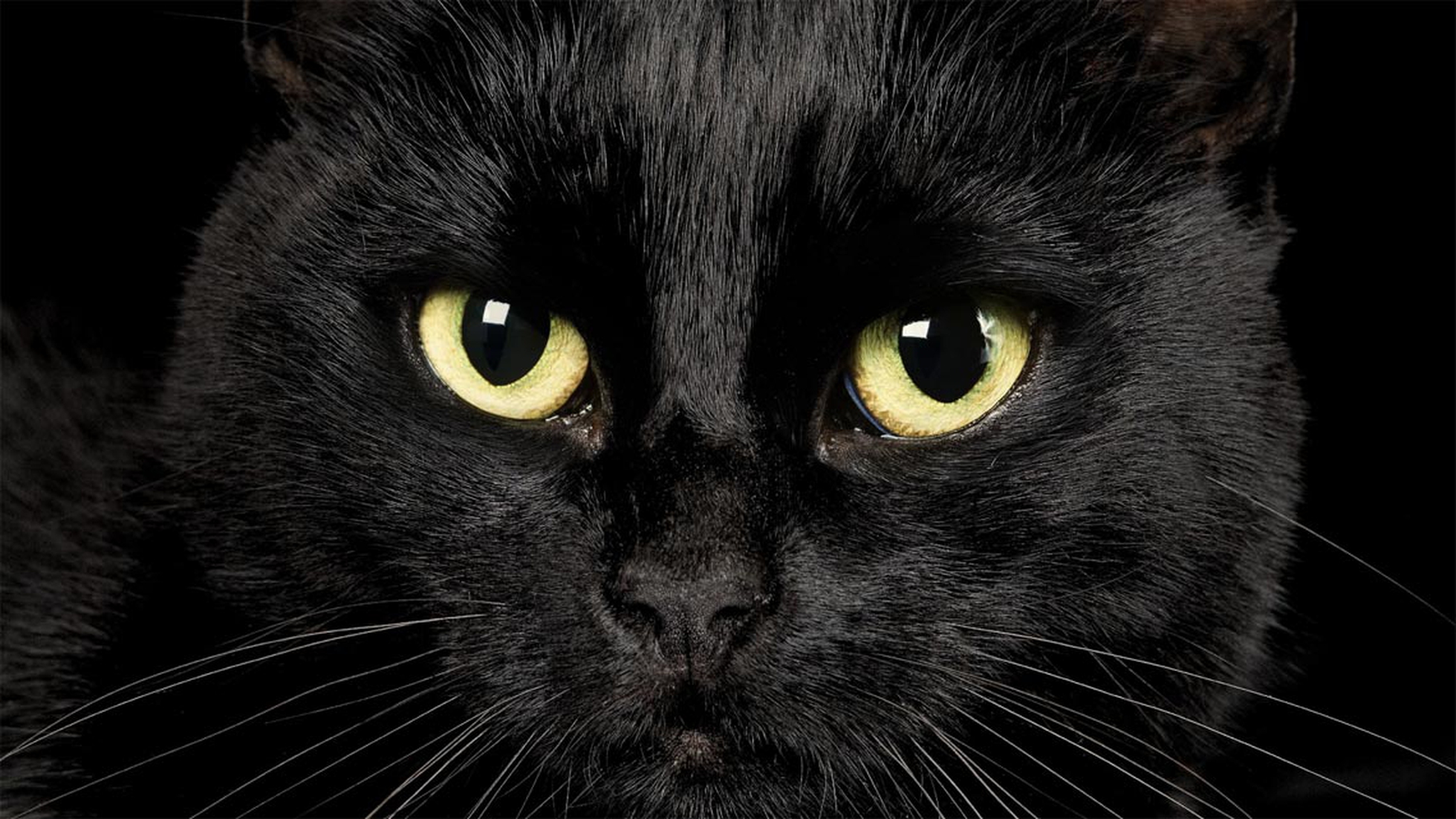 Il gatto nero è un talismano e porta fortuna. Ecco perché