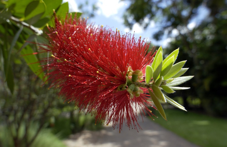 bottlebrush australian flowers