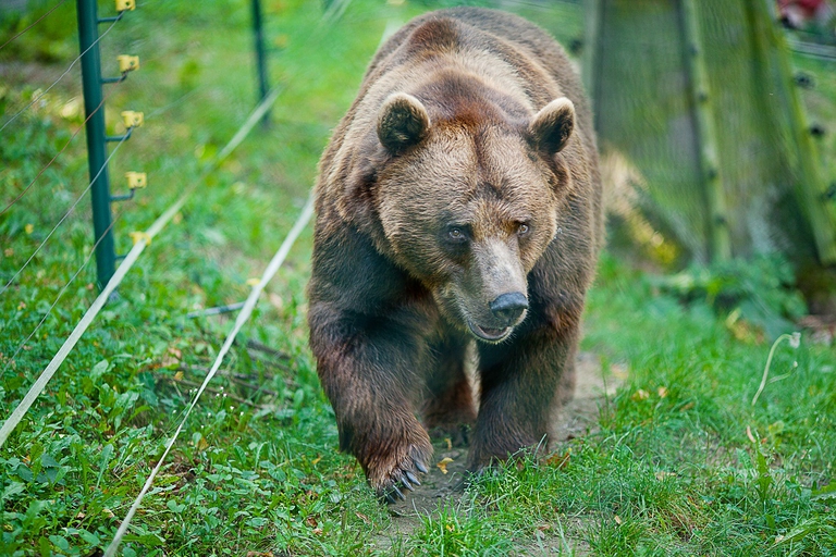 Orso bruno in natura
