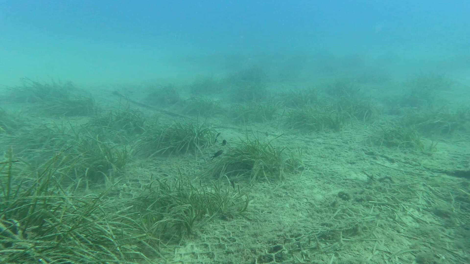 Monitoraggio Bergeggi