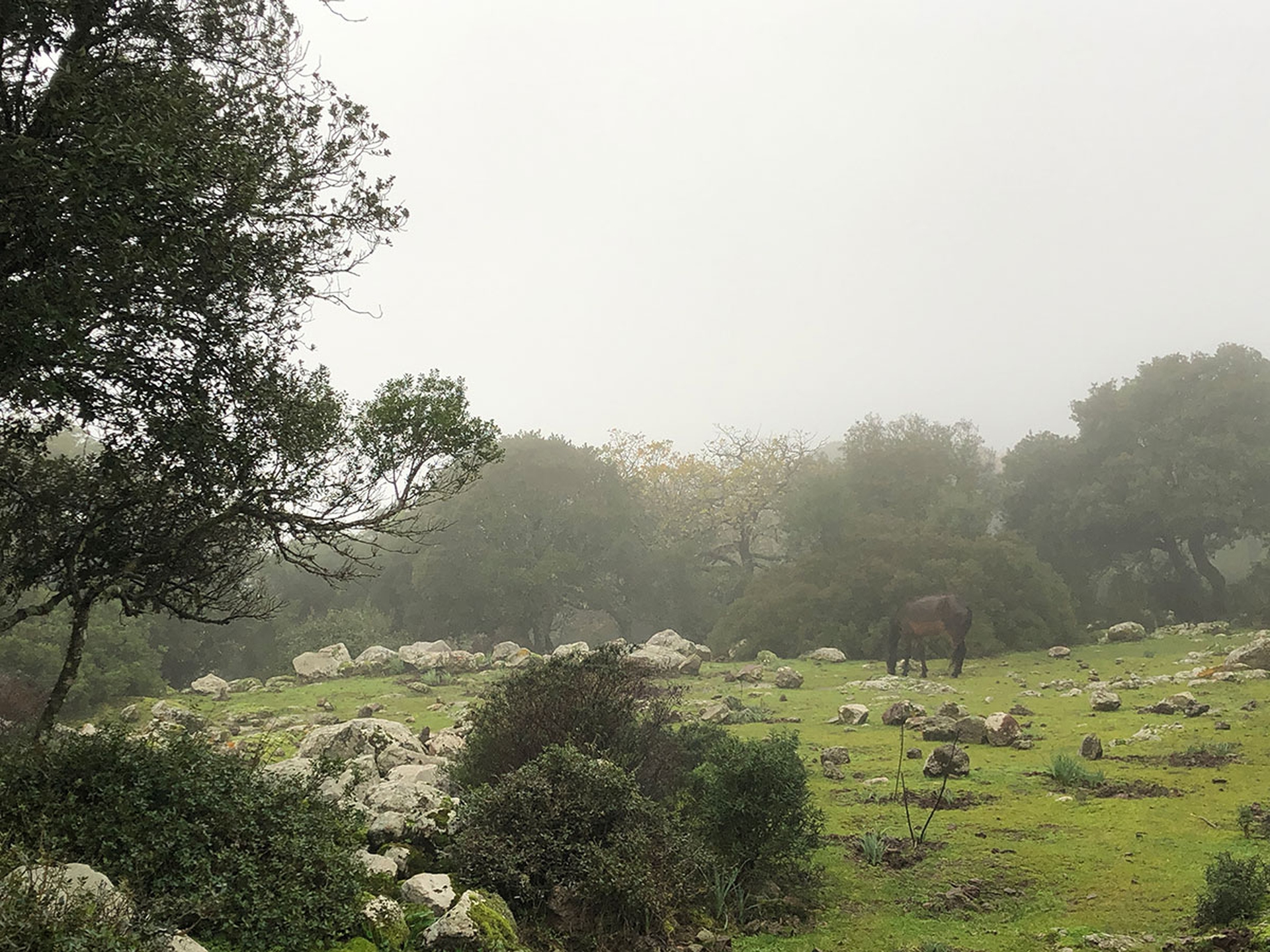 I cavallini della giara