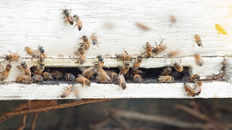 Tutela della biodiversità: le 8 startup mondiali che stanno facendo la differenza