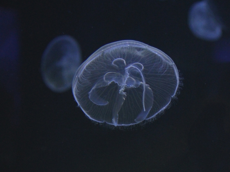 meduse4