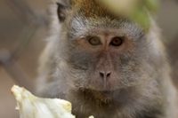 Unici. La storia di tre colonie di macachi salvate dalla sperimentazione animale