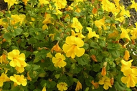 Mimulus, i fiori di mimmolo giallo