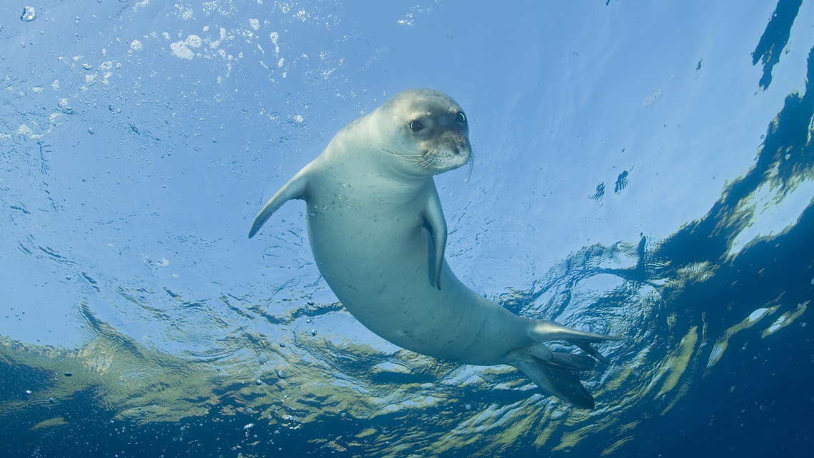 The monk seal is back in the Mediterranean Sea - LifeGate