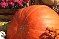 Crema di zucca alle noci